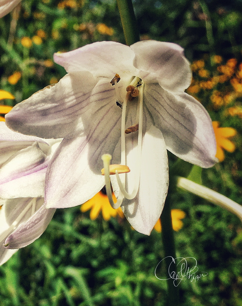 Hosta Bloom