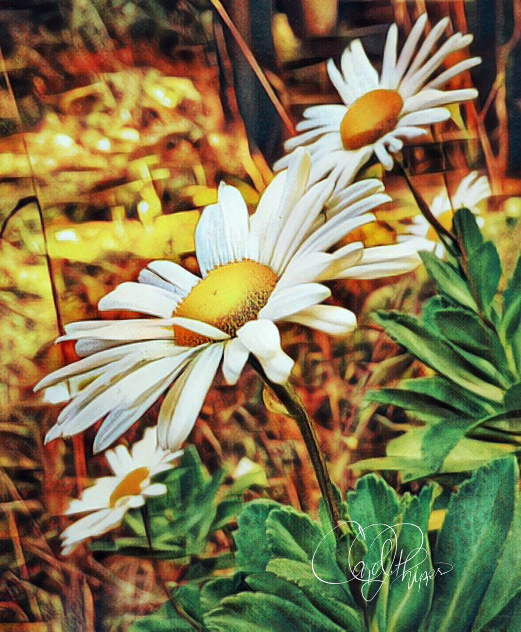 Autumn Daises