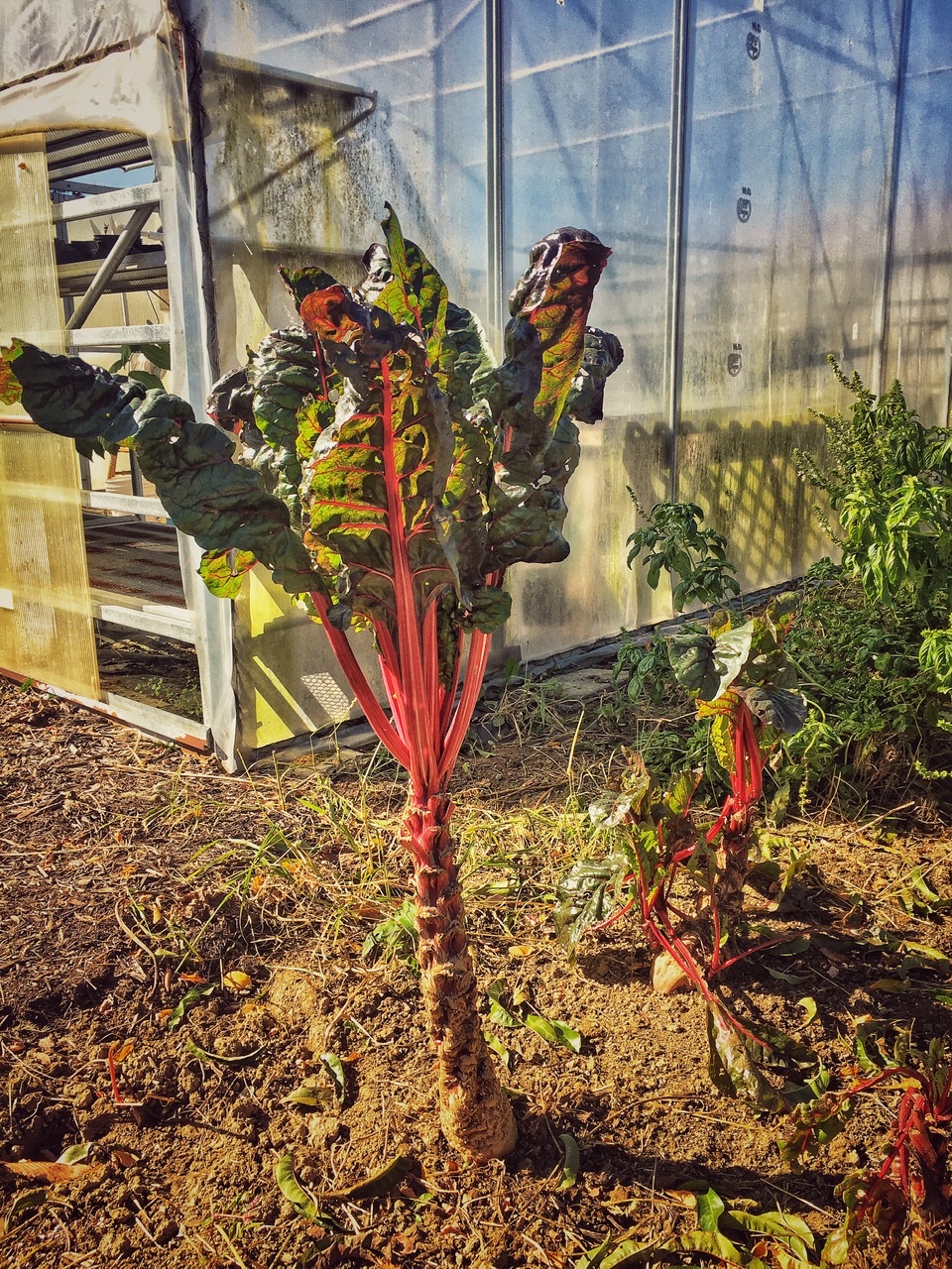 Chard Good for the Heart!