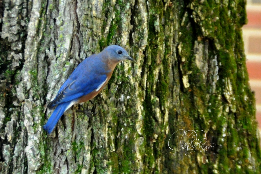 Bluebird