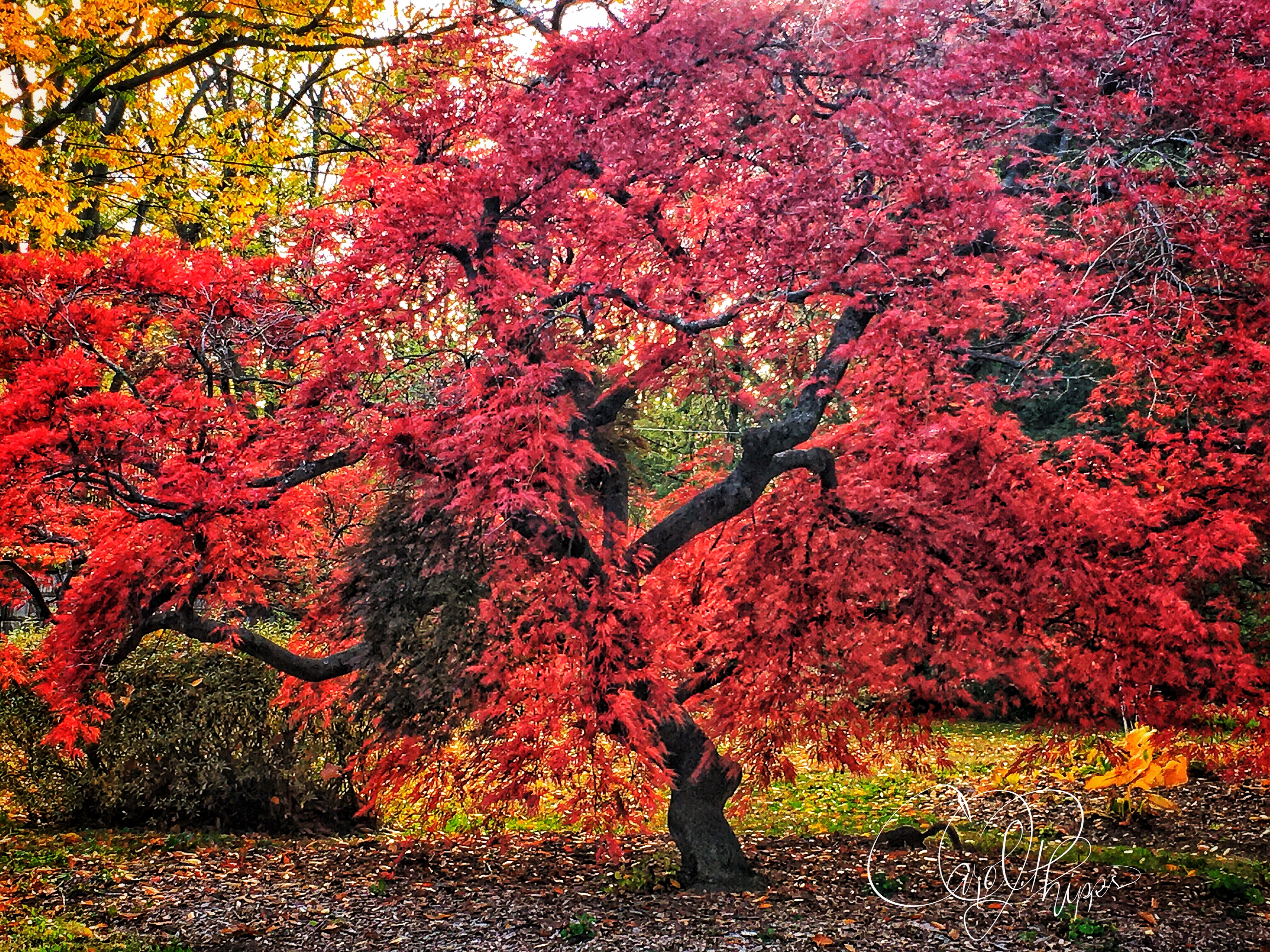 Fiery Tree