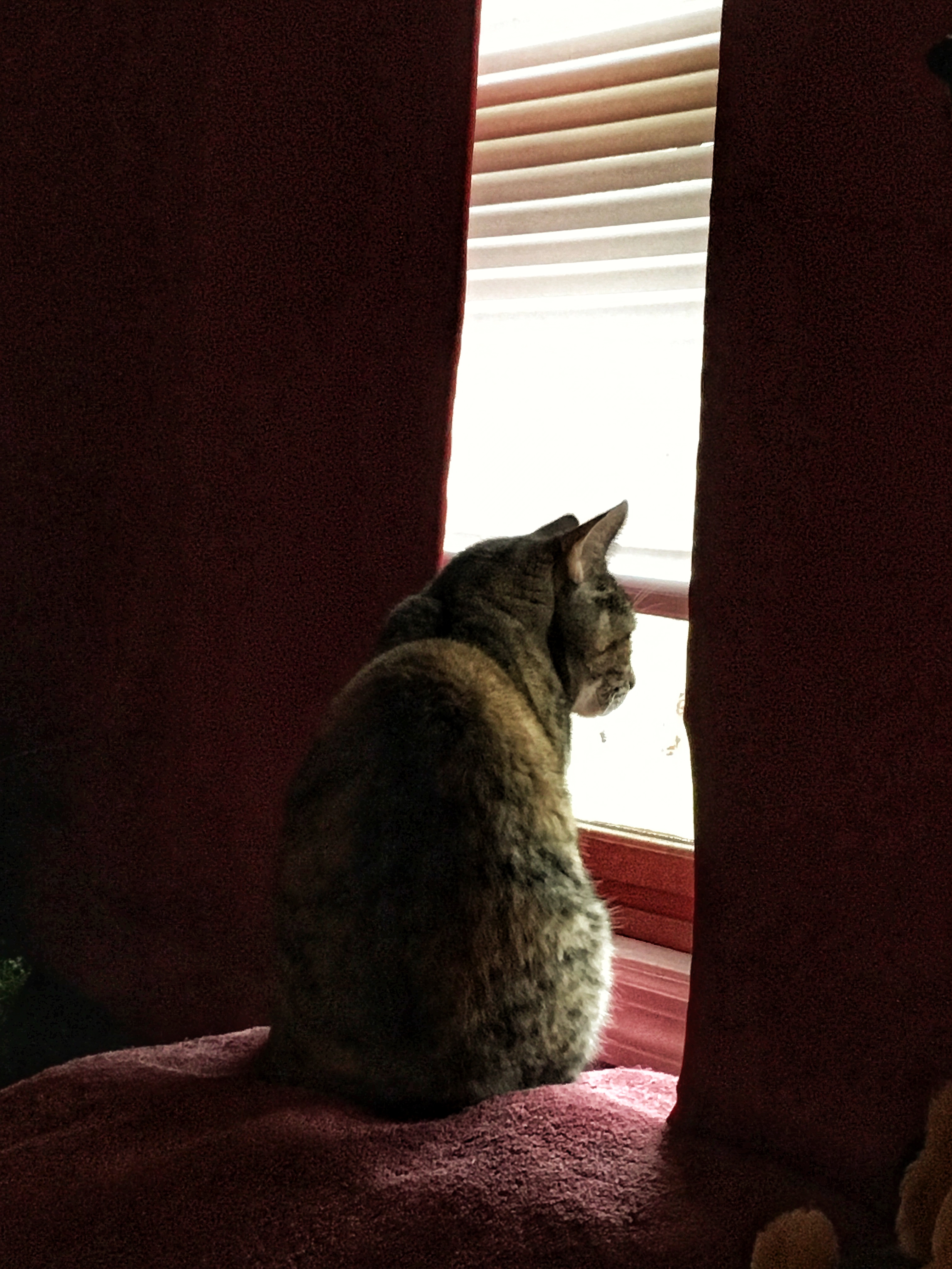 Gracie in the Mornings