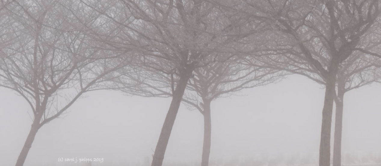 Trees in Winter