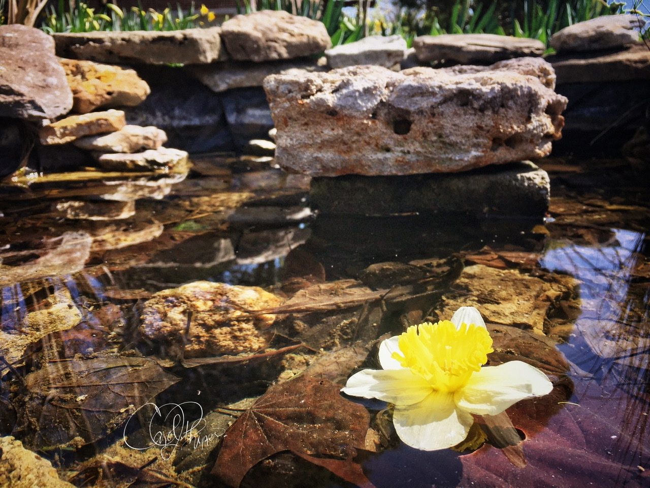 Local Garden Fountain