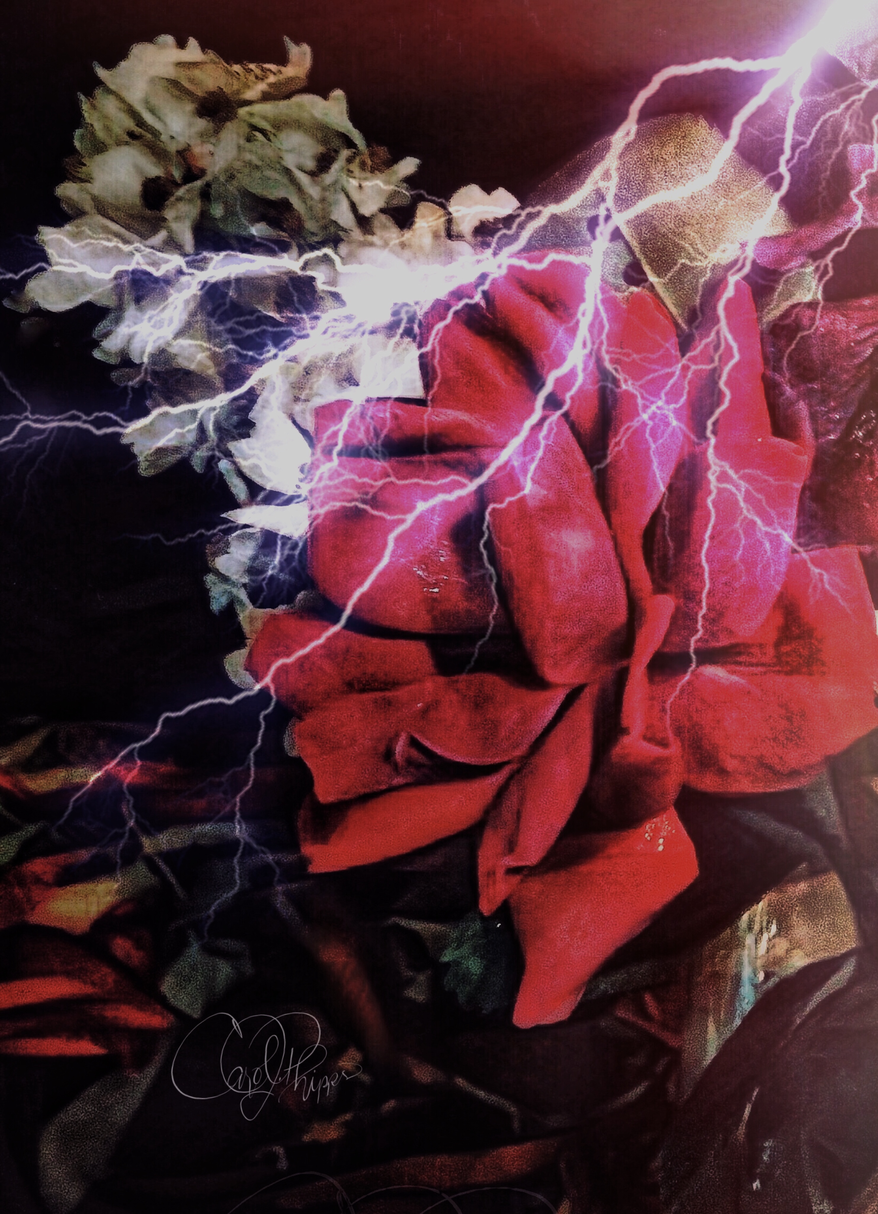The Rose