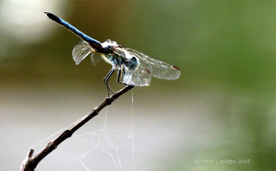 Dragonfly
