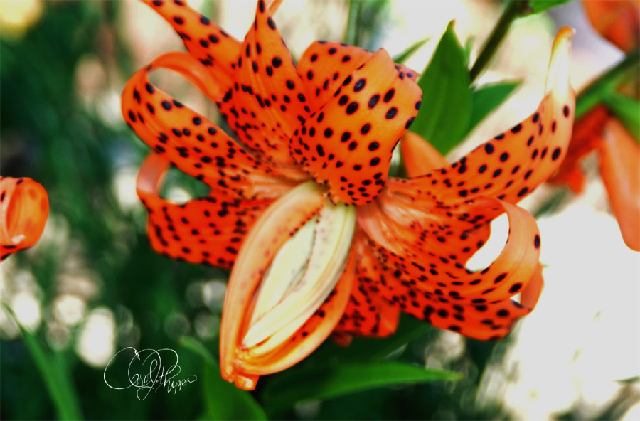 Tiger Lily