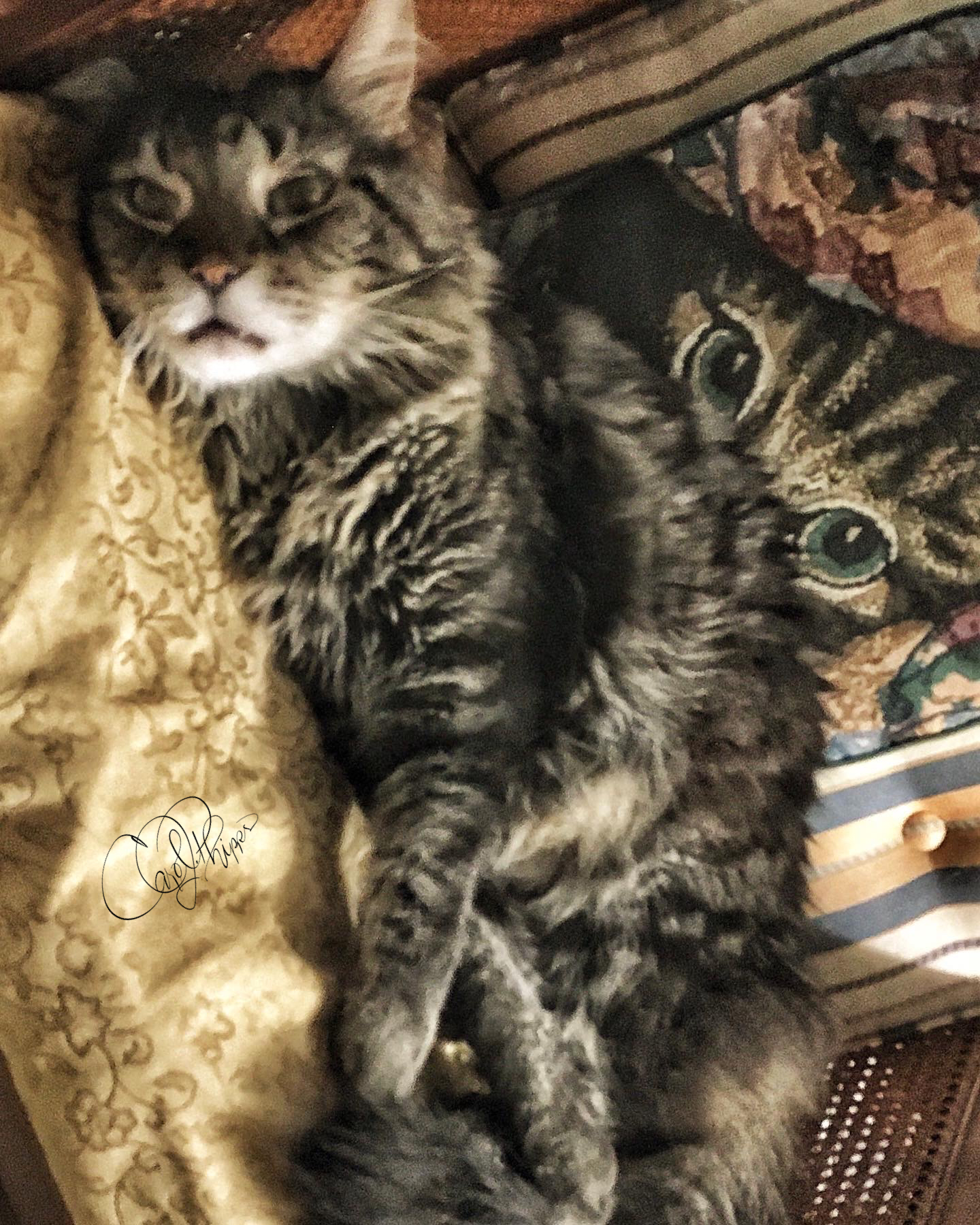 Sir Spanky and Pillow
