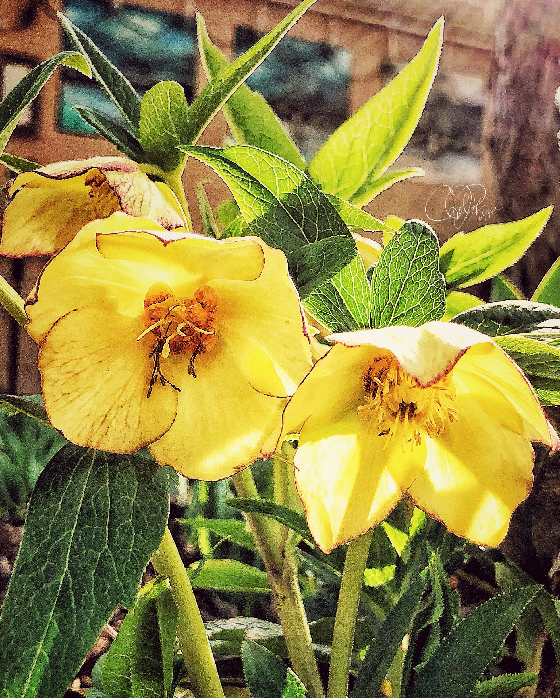 Yellow Lenten Rose