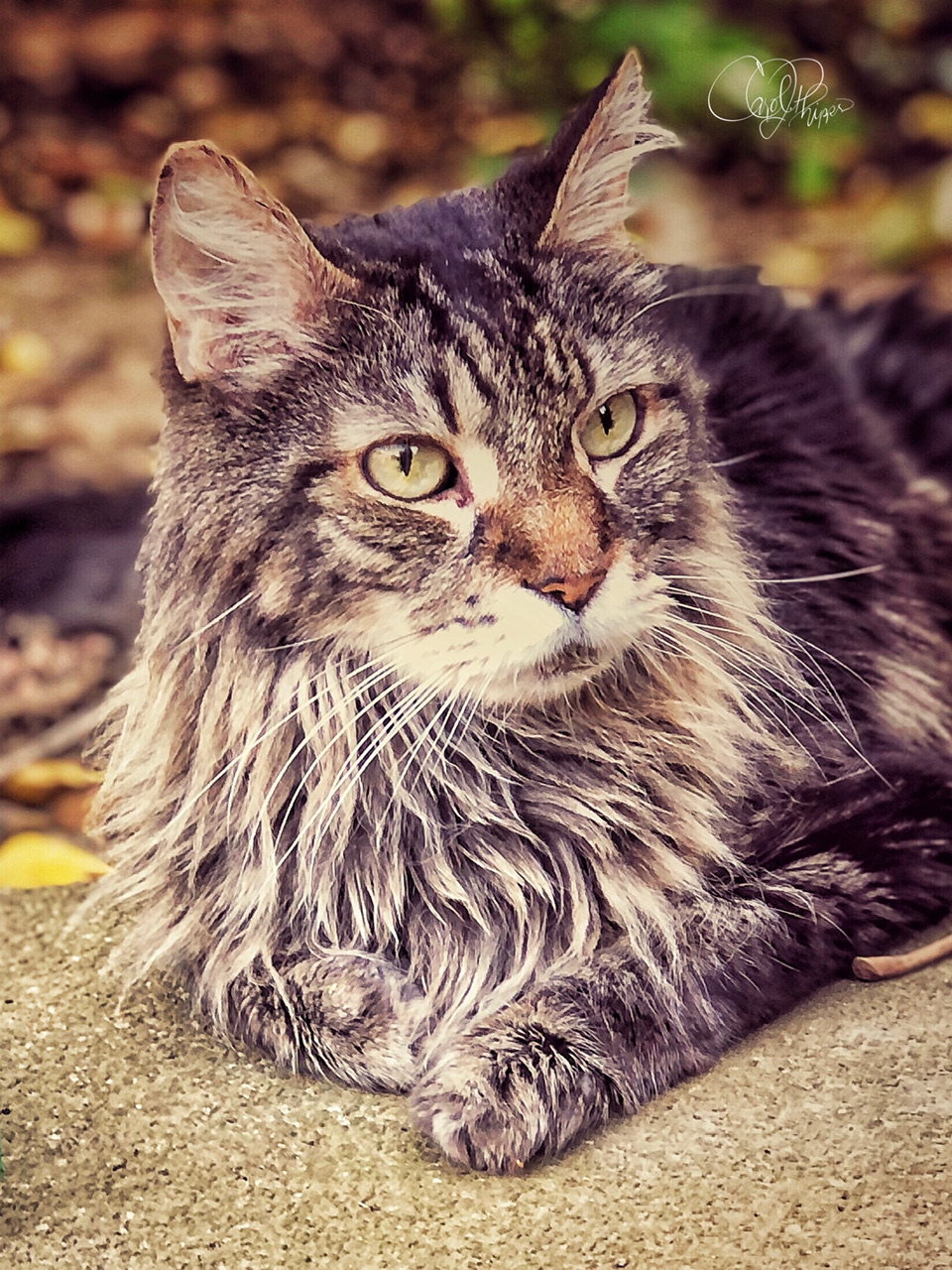 Spanky Enjoying the Outdoors