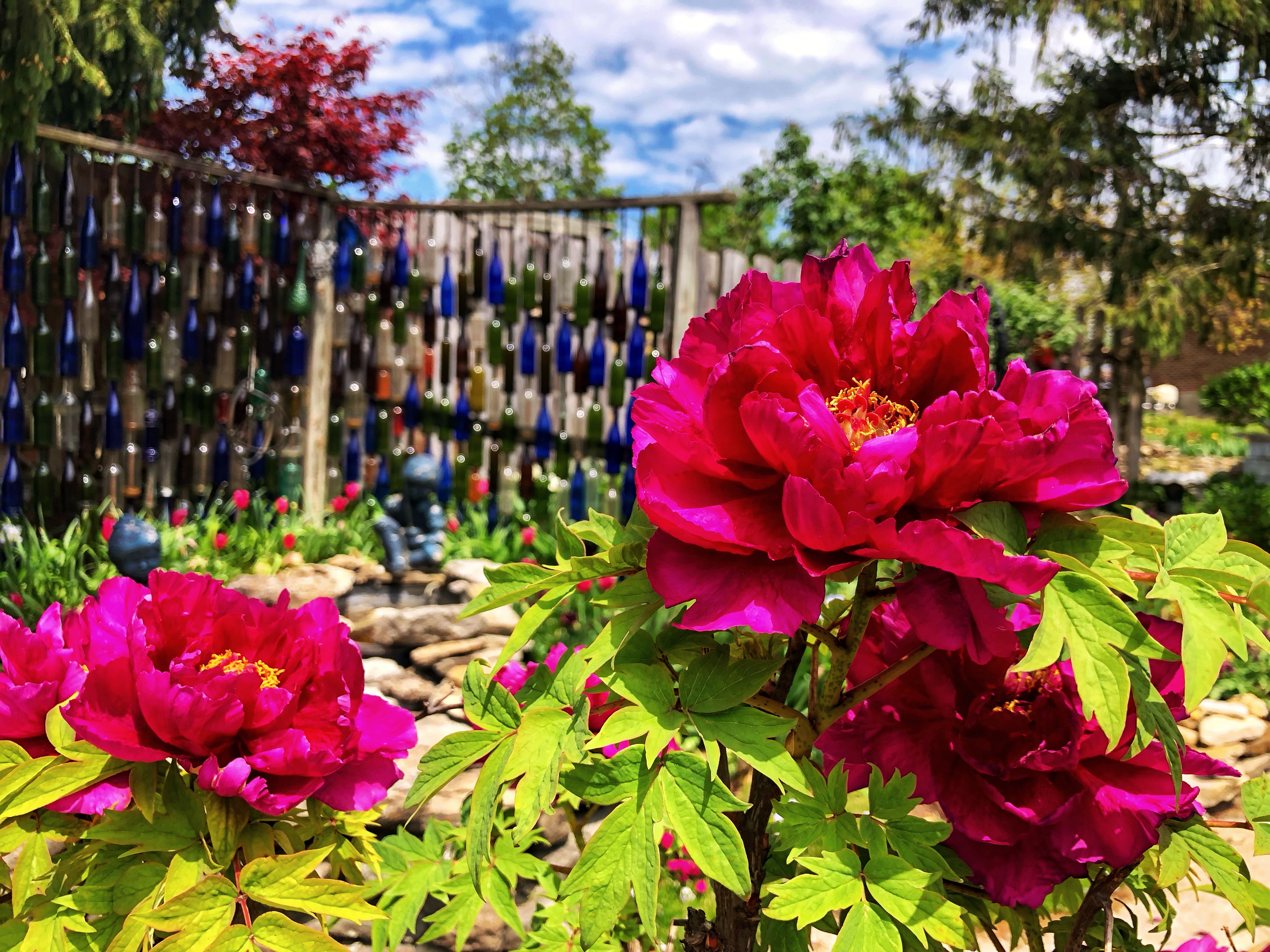 Peonies