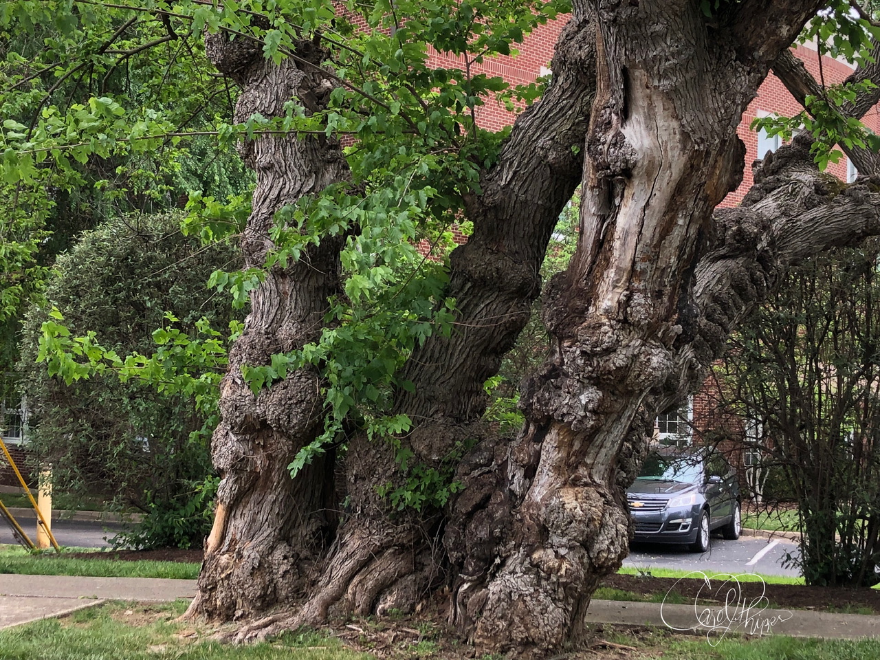 Tenacious Old Tree