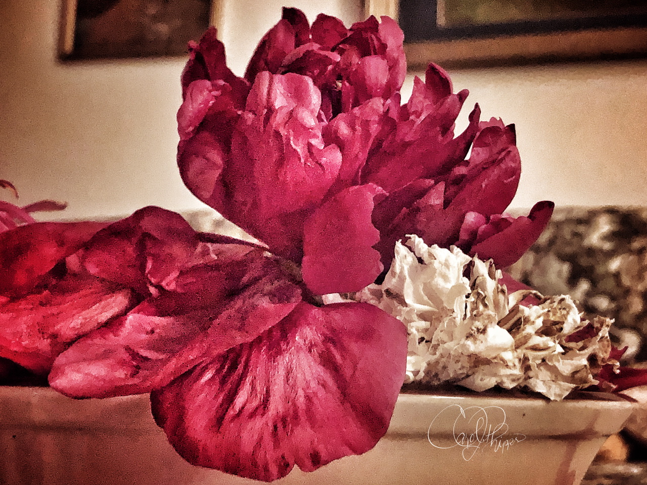 Wilting Peony