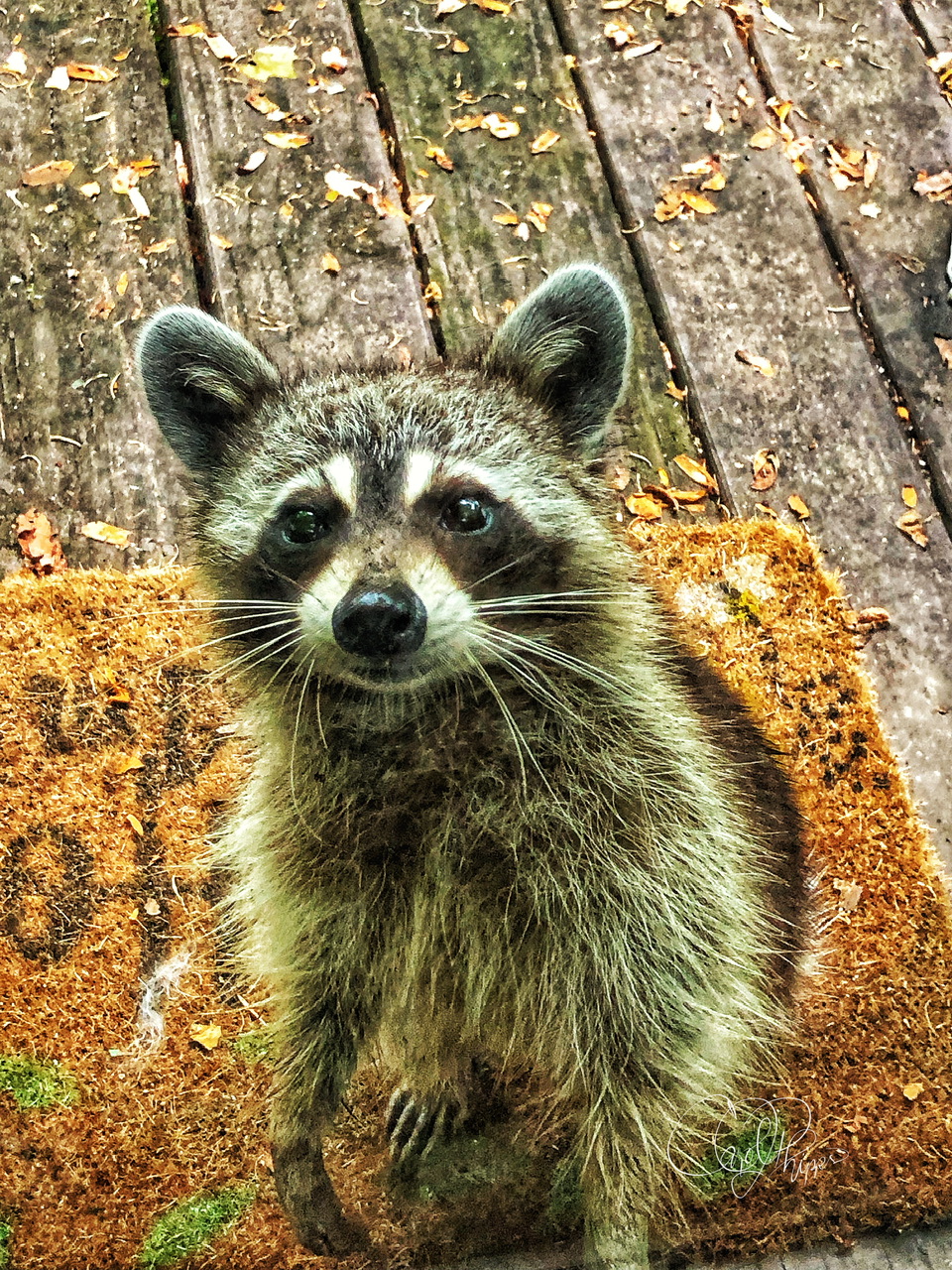 Daily Visitor