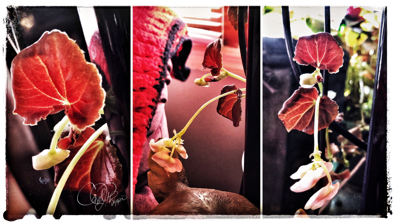Traveling Begonia