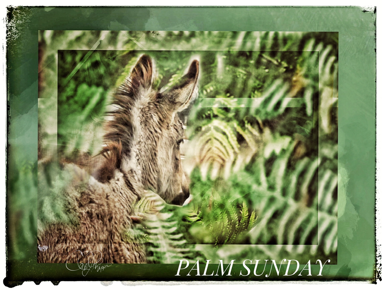 Palm Sunday Meditation