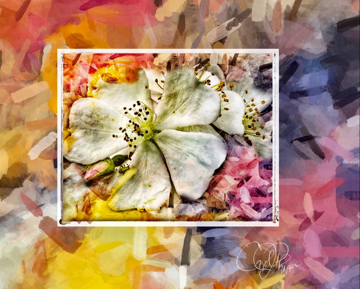 Memories of a Wild Rose