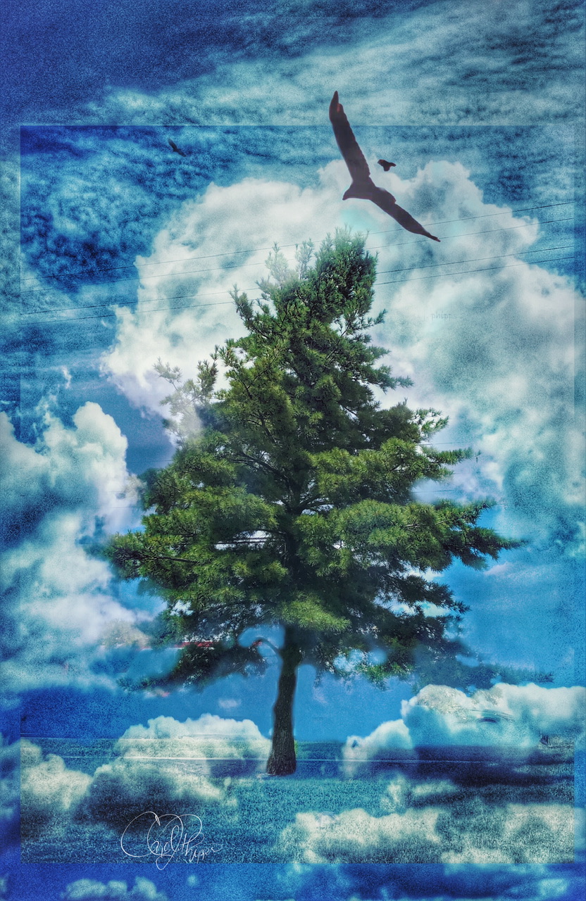 Wisdom is a tree of Life