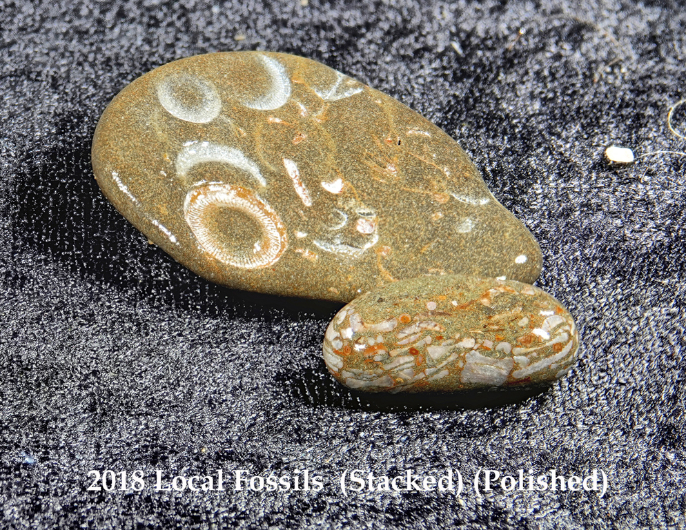 2018 Local Fossils RX401353 (Stacked) (Polished).jpg