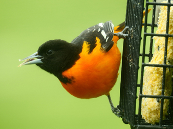 Baltimore Oriole NY VIDEO