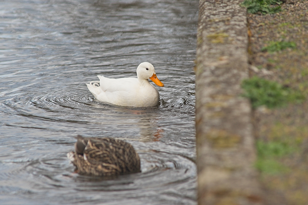 White ducky