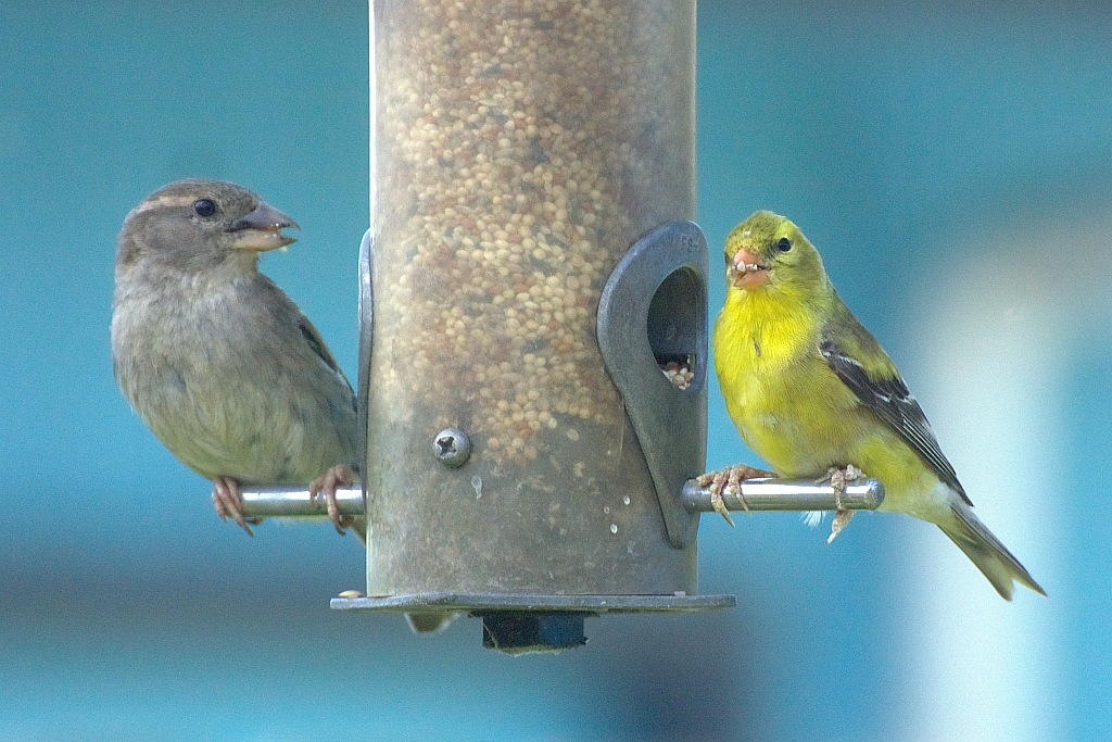 House sparrow + American goldfinch