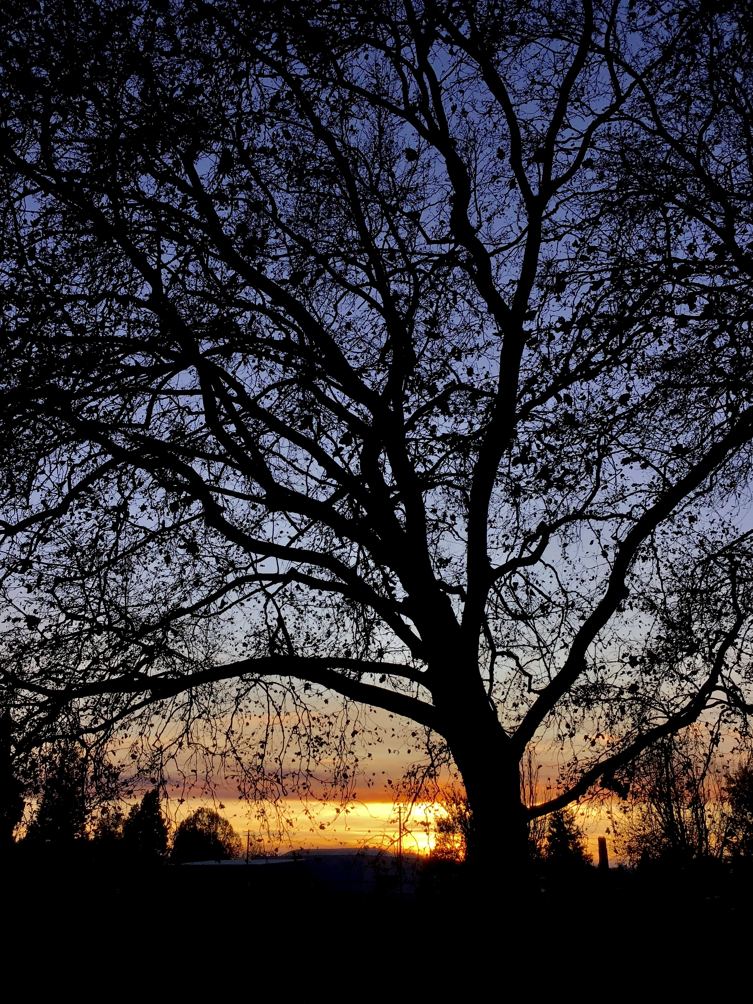 Sunset silhouette