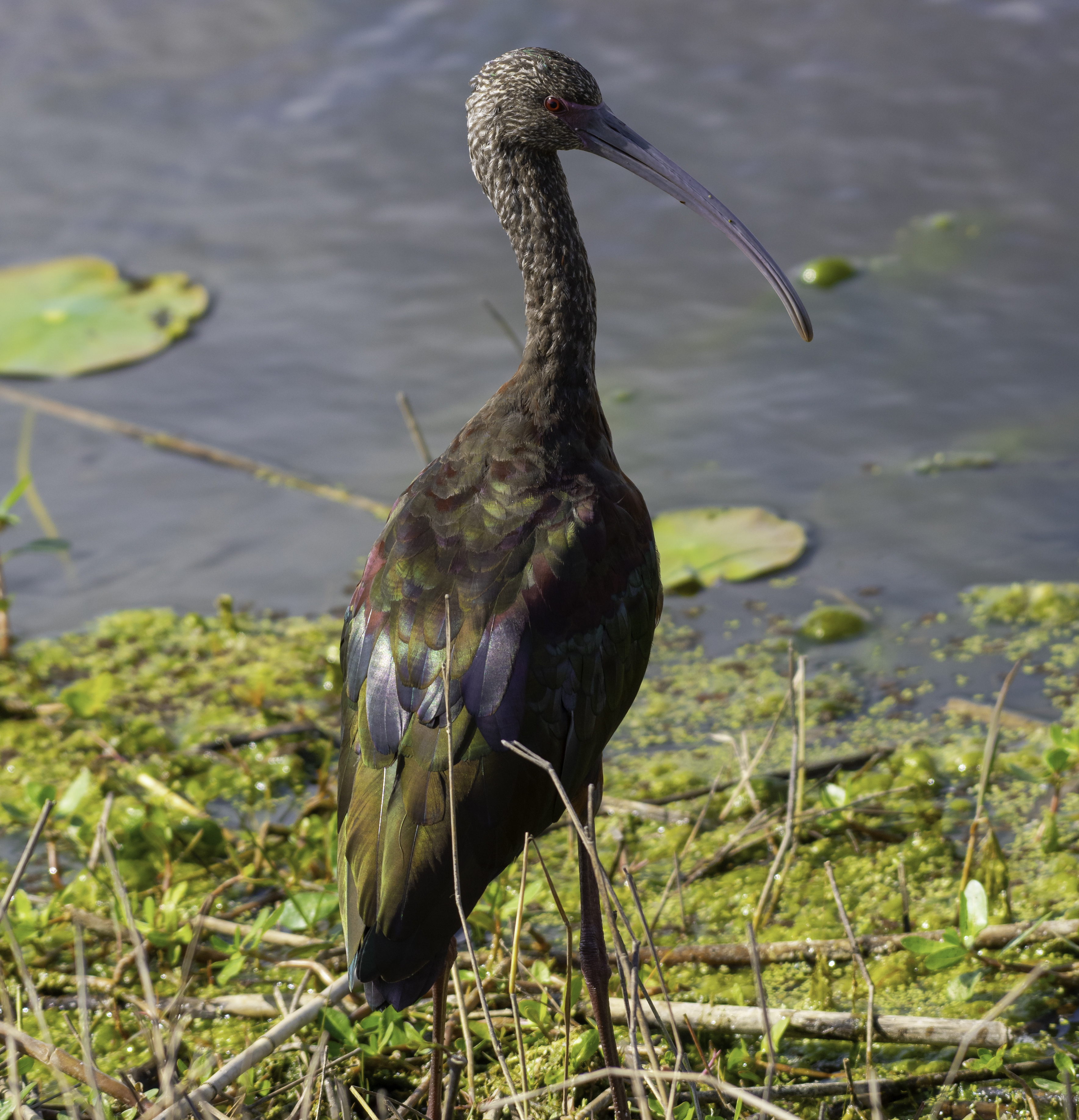 White - faced Ibis