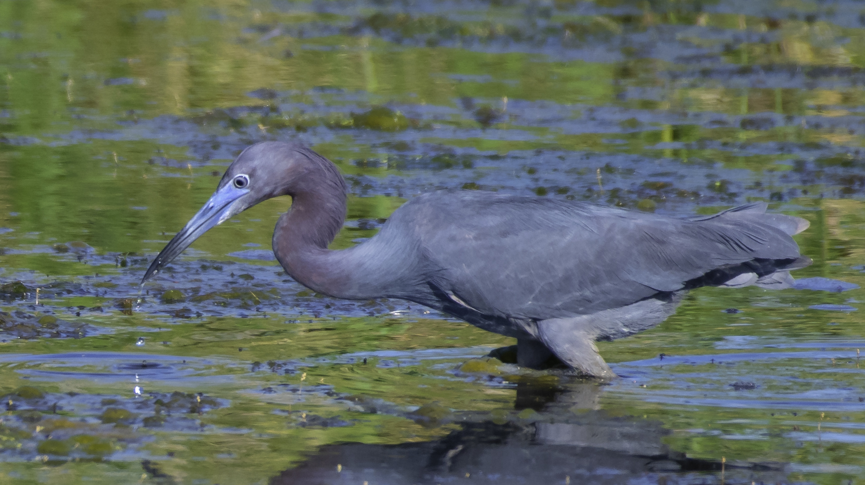Little Blue Heron