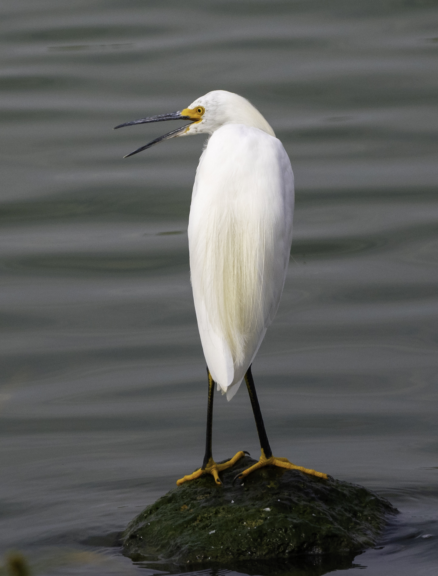Snowy Egret