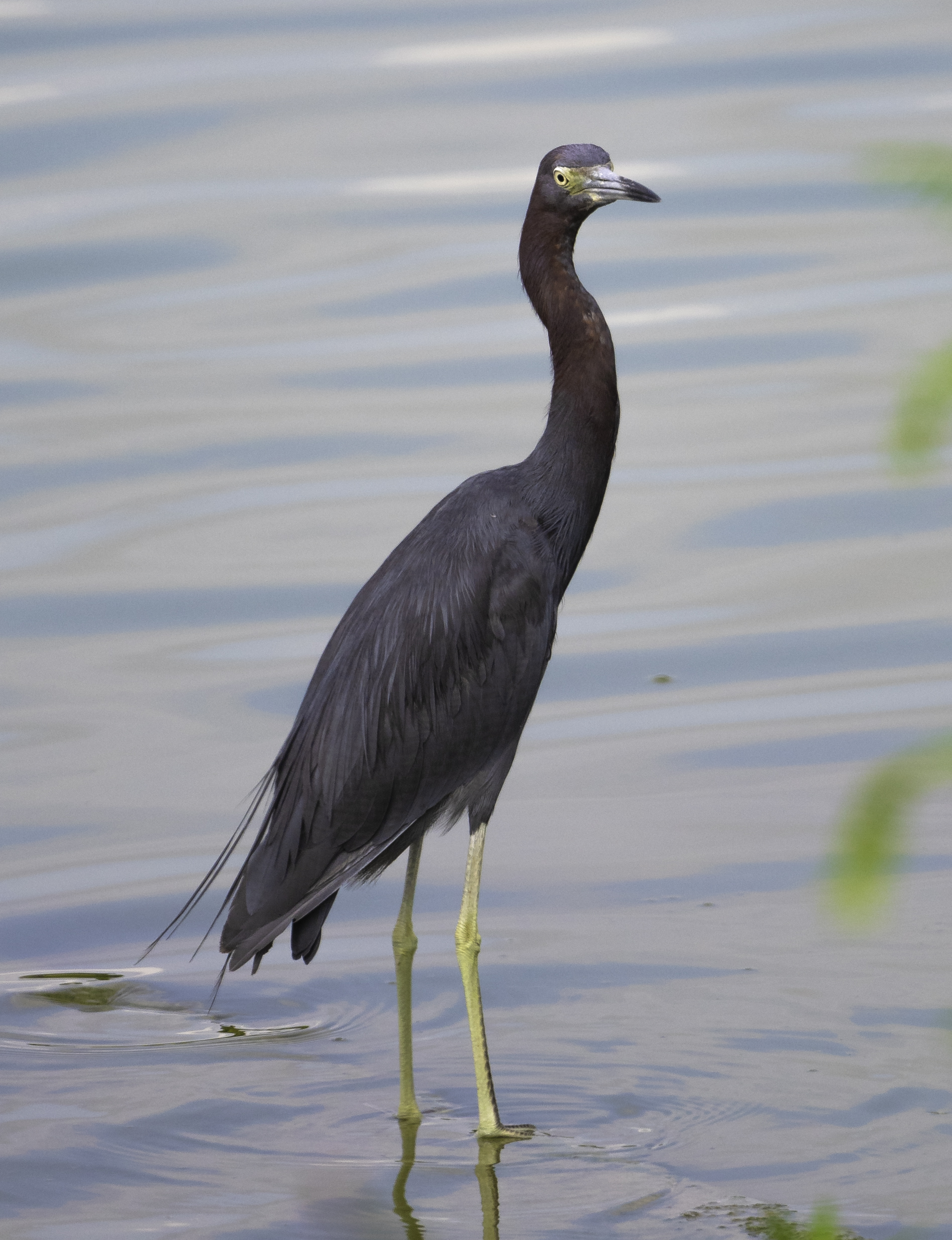 Little Blue Heron