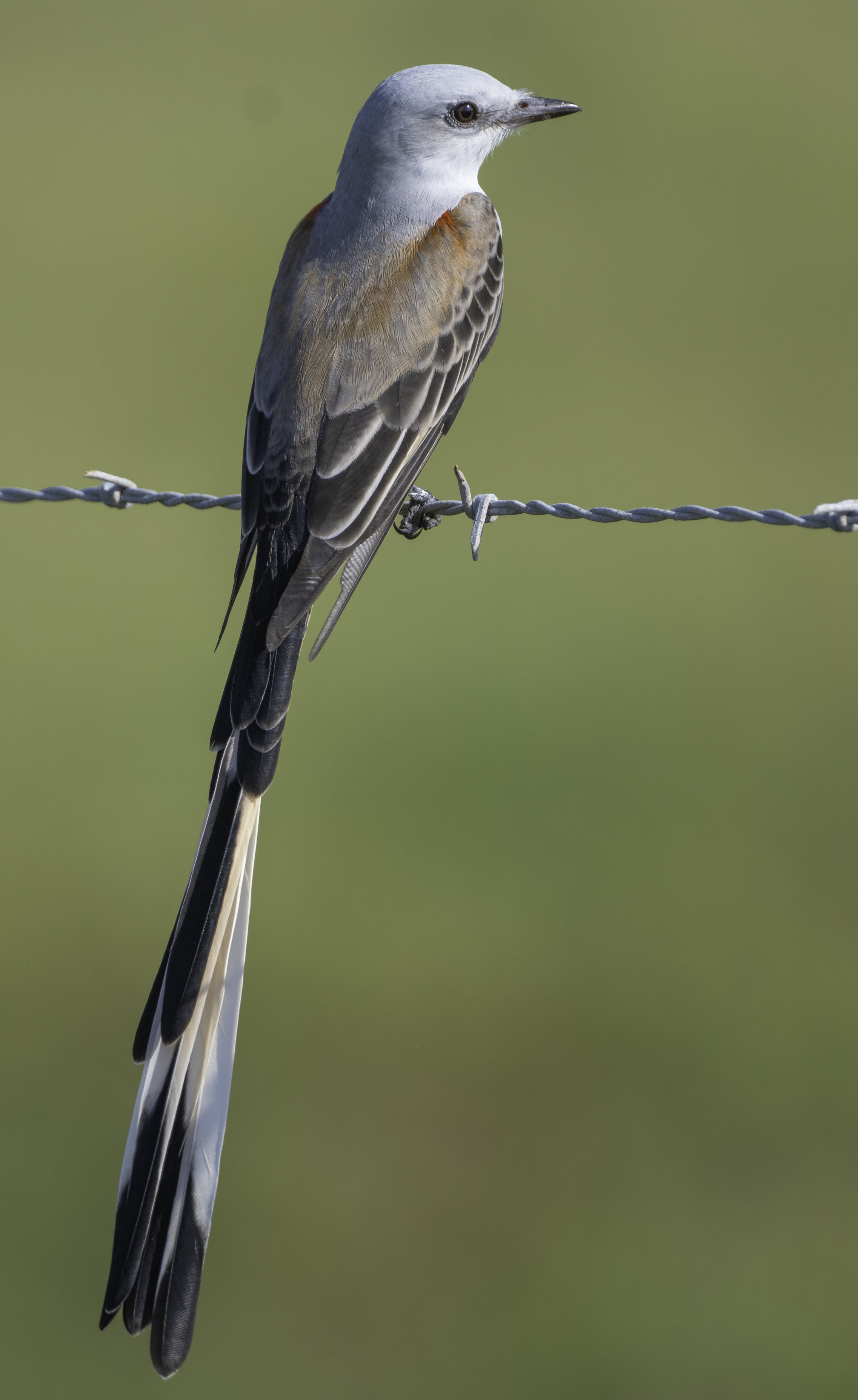 Scissor-tailed Flycatcher
