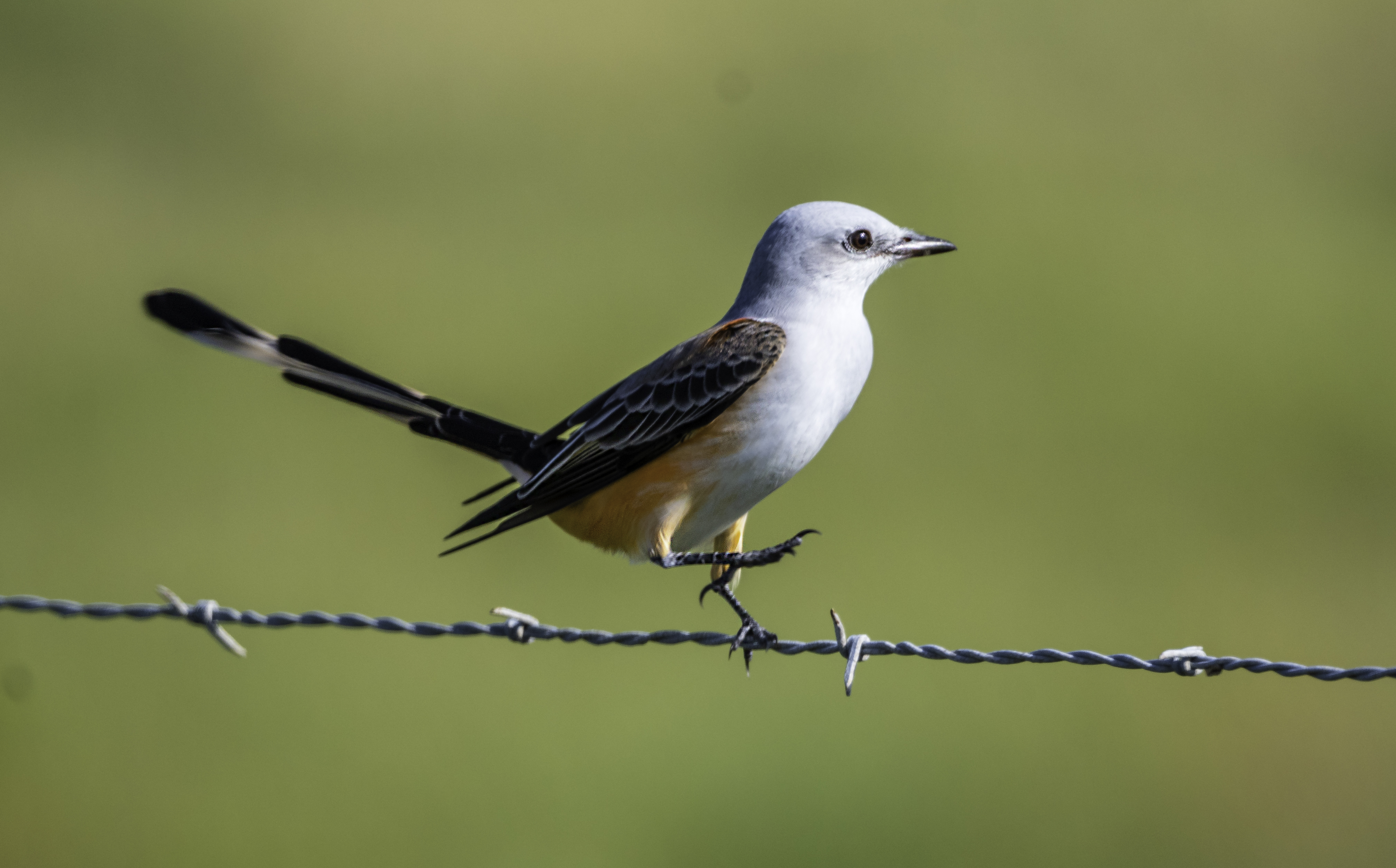 Scissor-tailed Flycatcher