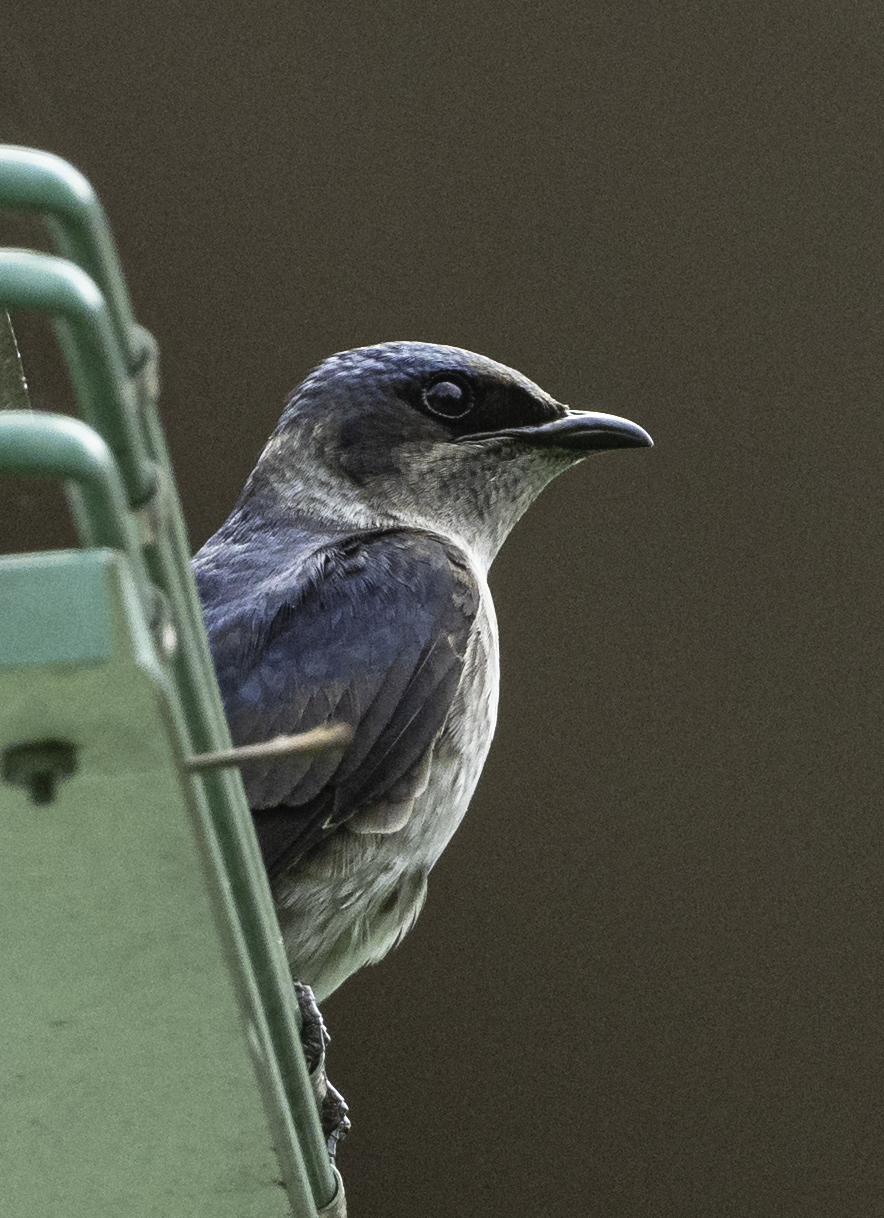 Purple Martin
