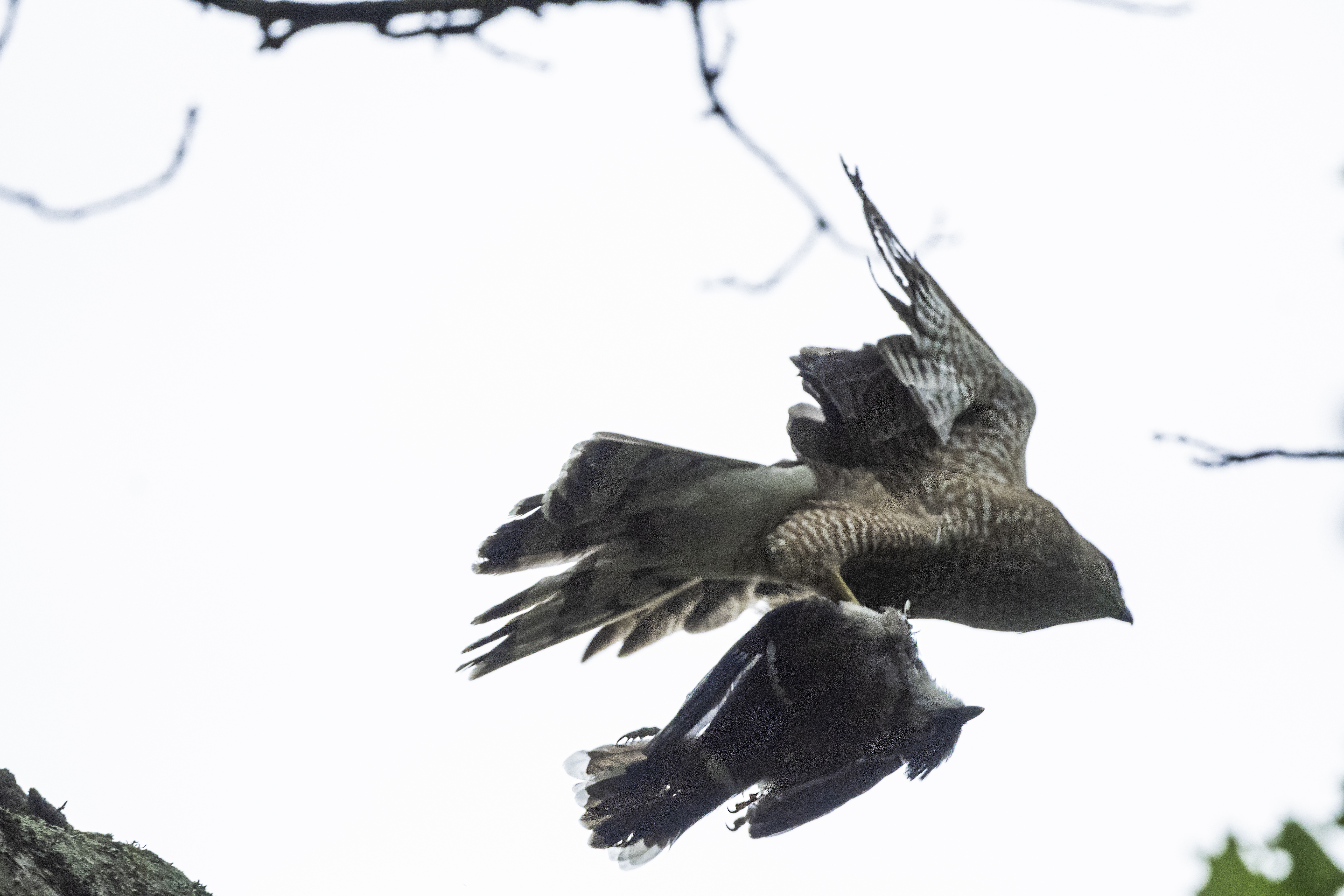 Coopers Hawk / Blue Jay