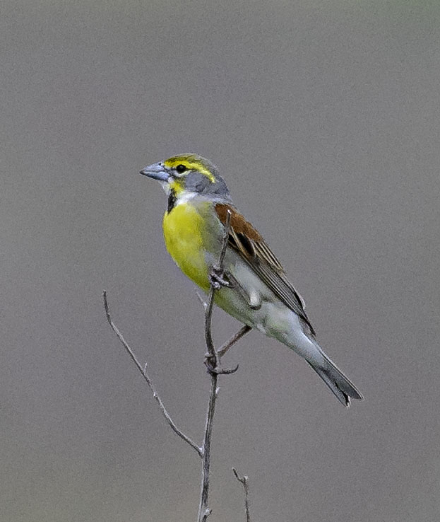 Dickcissel