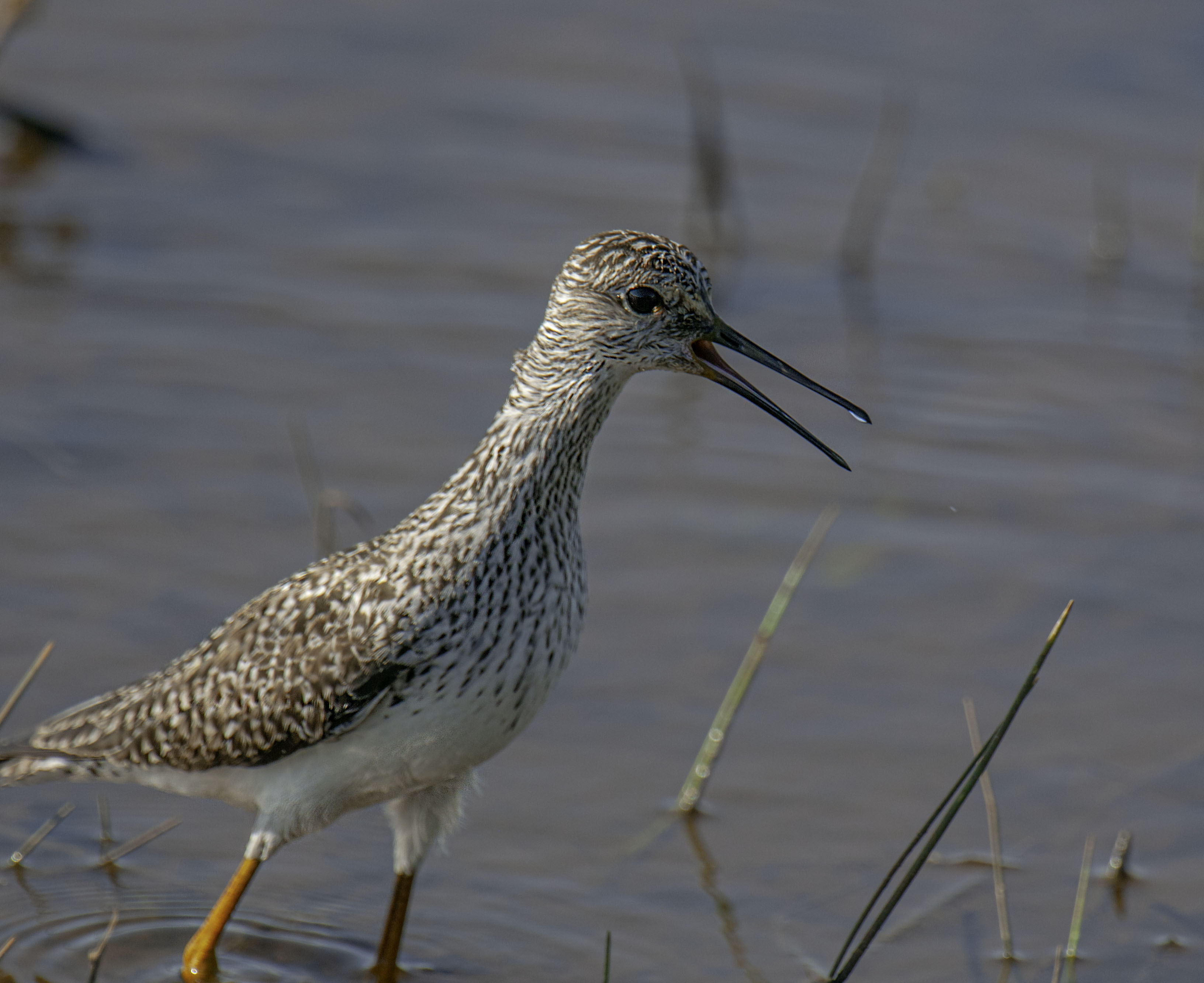 Lesser Yellowlegs