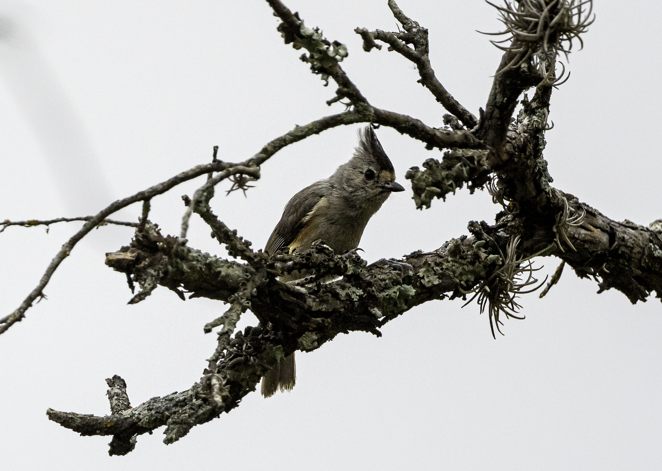 Black-crested Titmouse