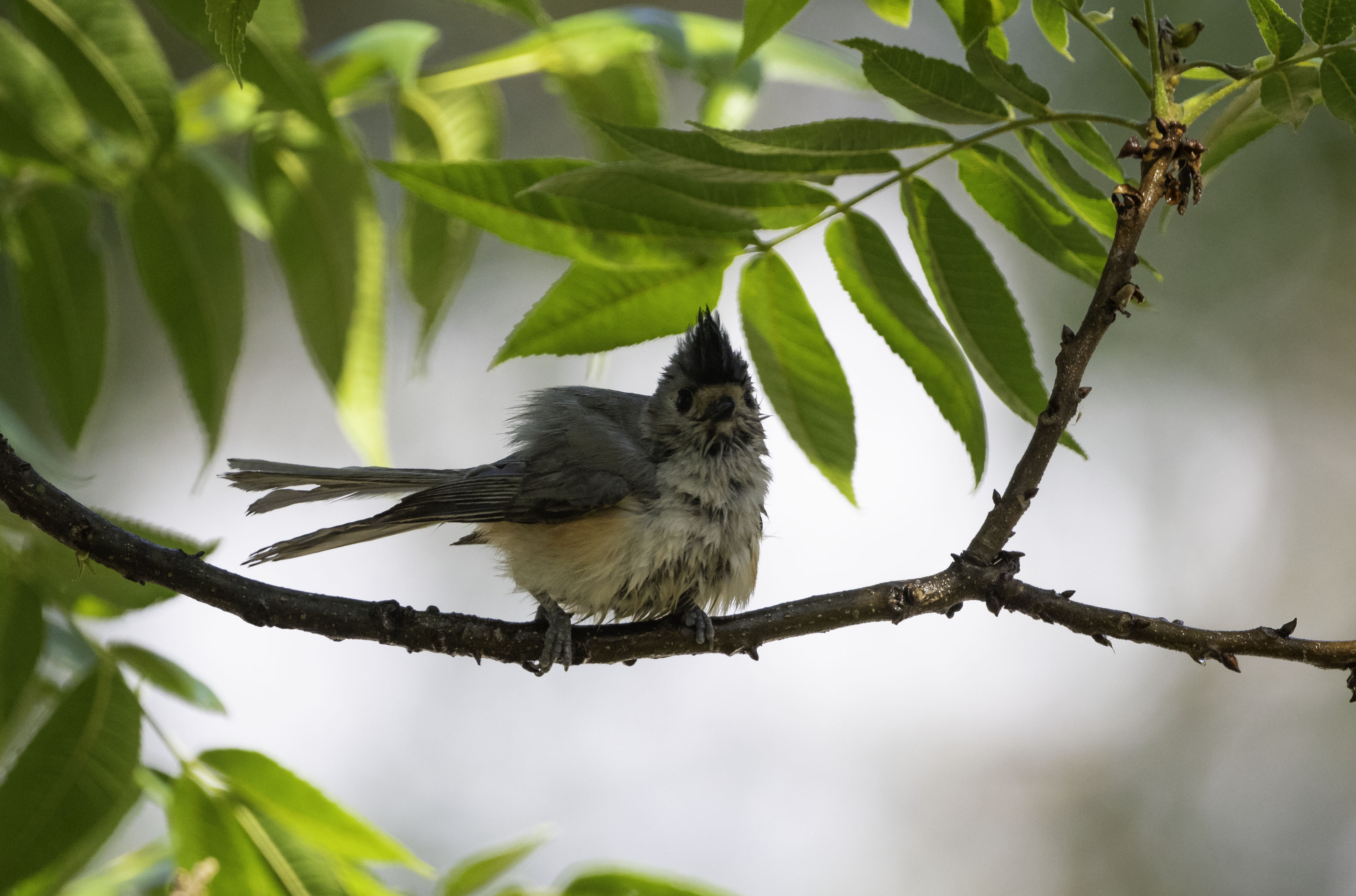 Black-crested Titmouse