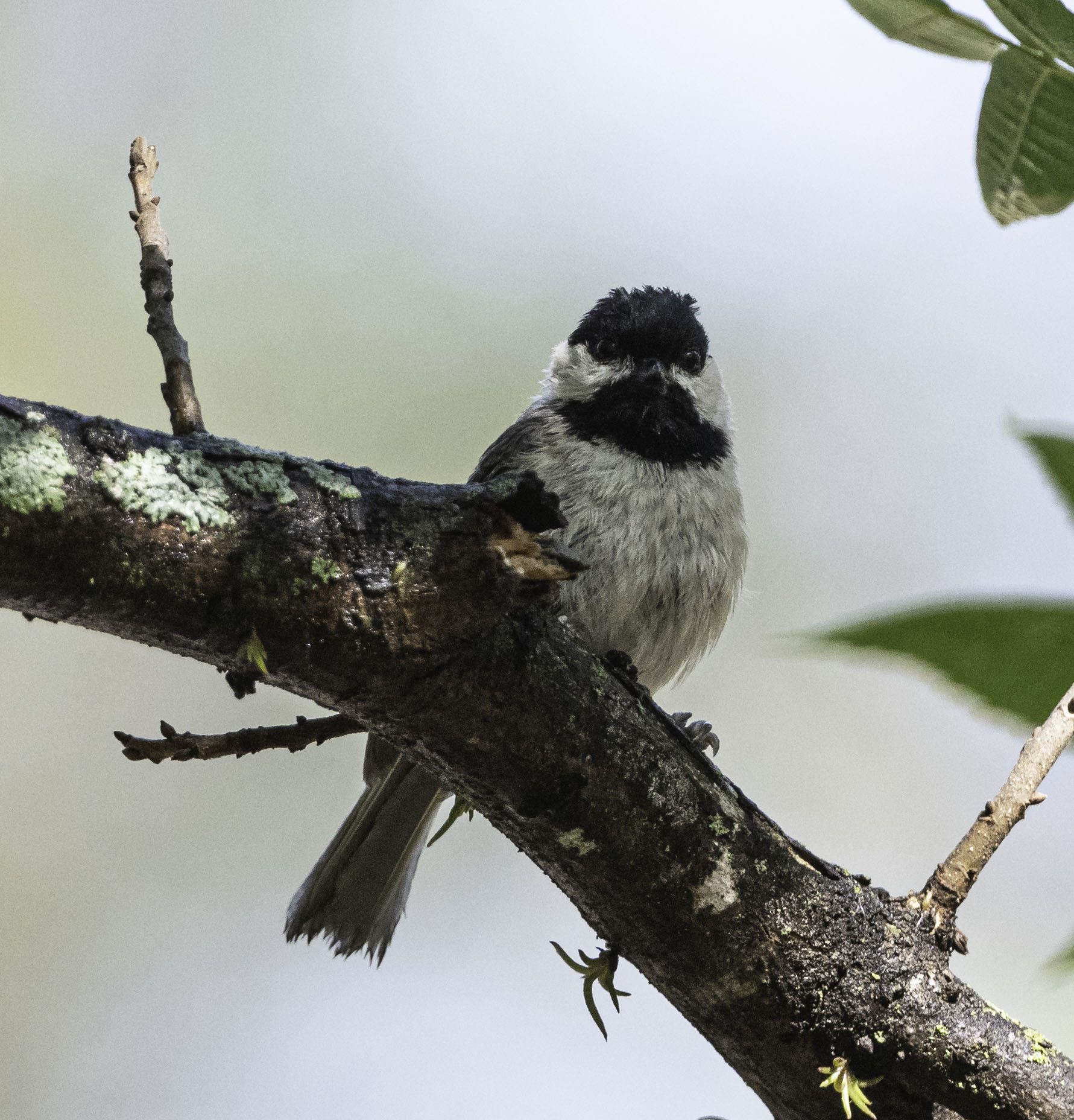 Carolina Chickadee