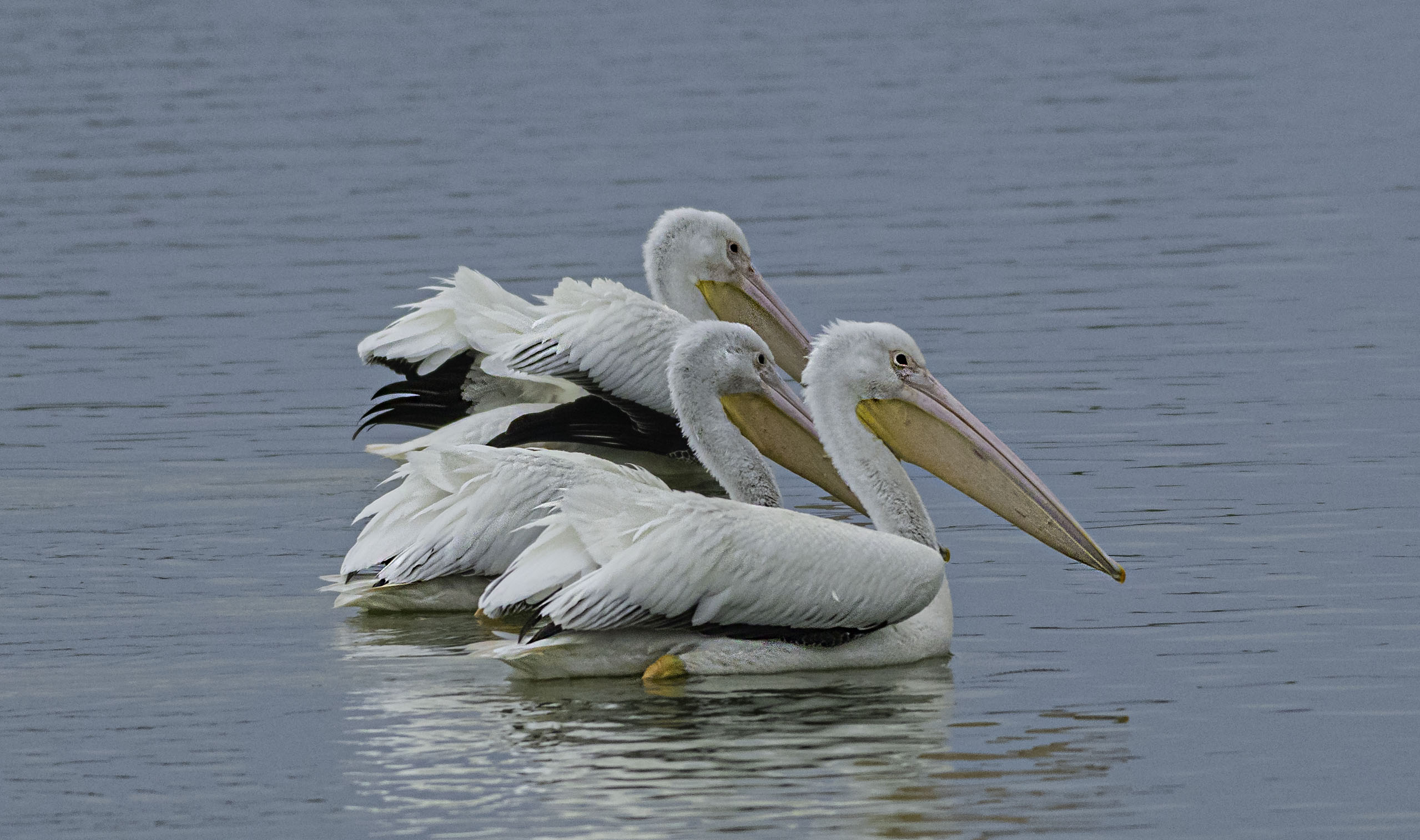 American White Pelican