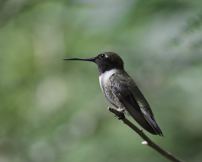 Black-chinned Hummingbird