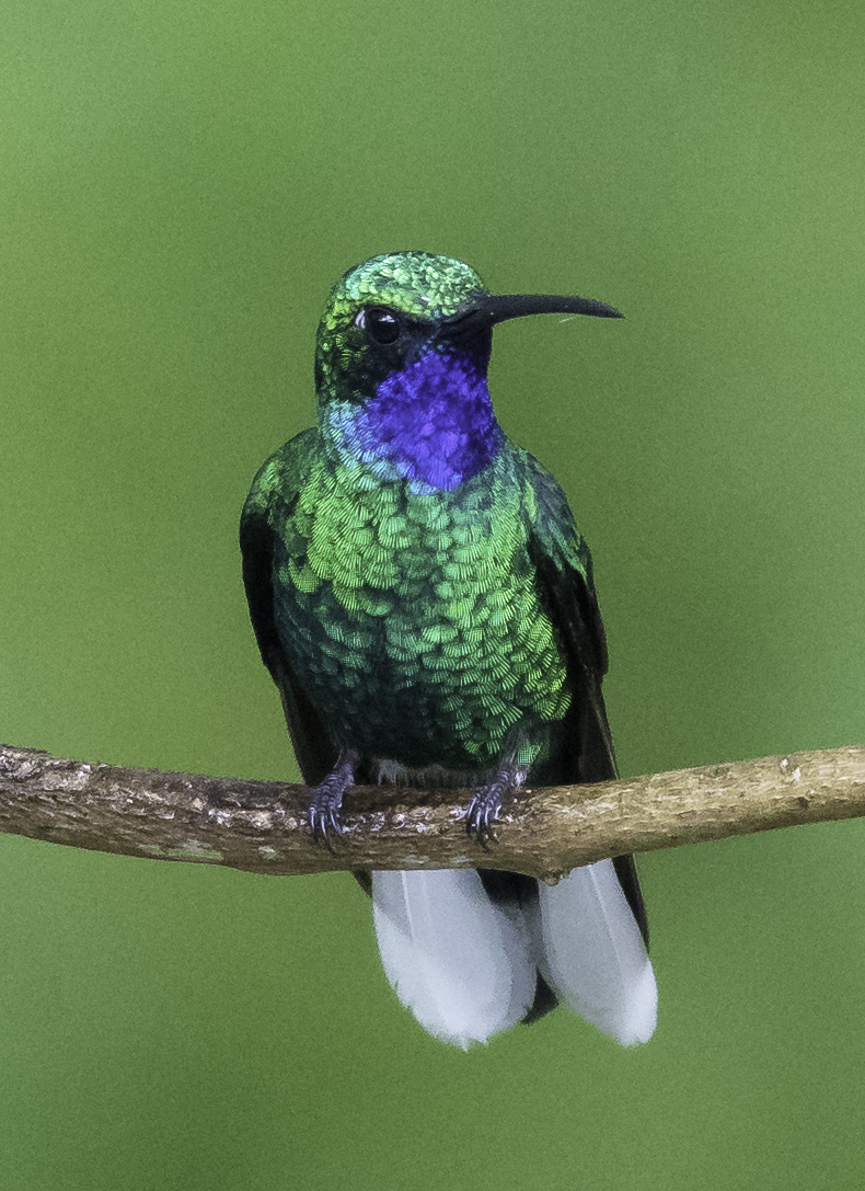 White-tailed Sabrewing