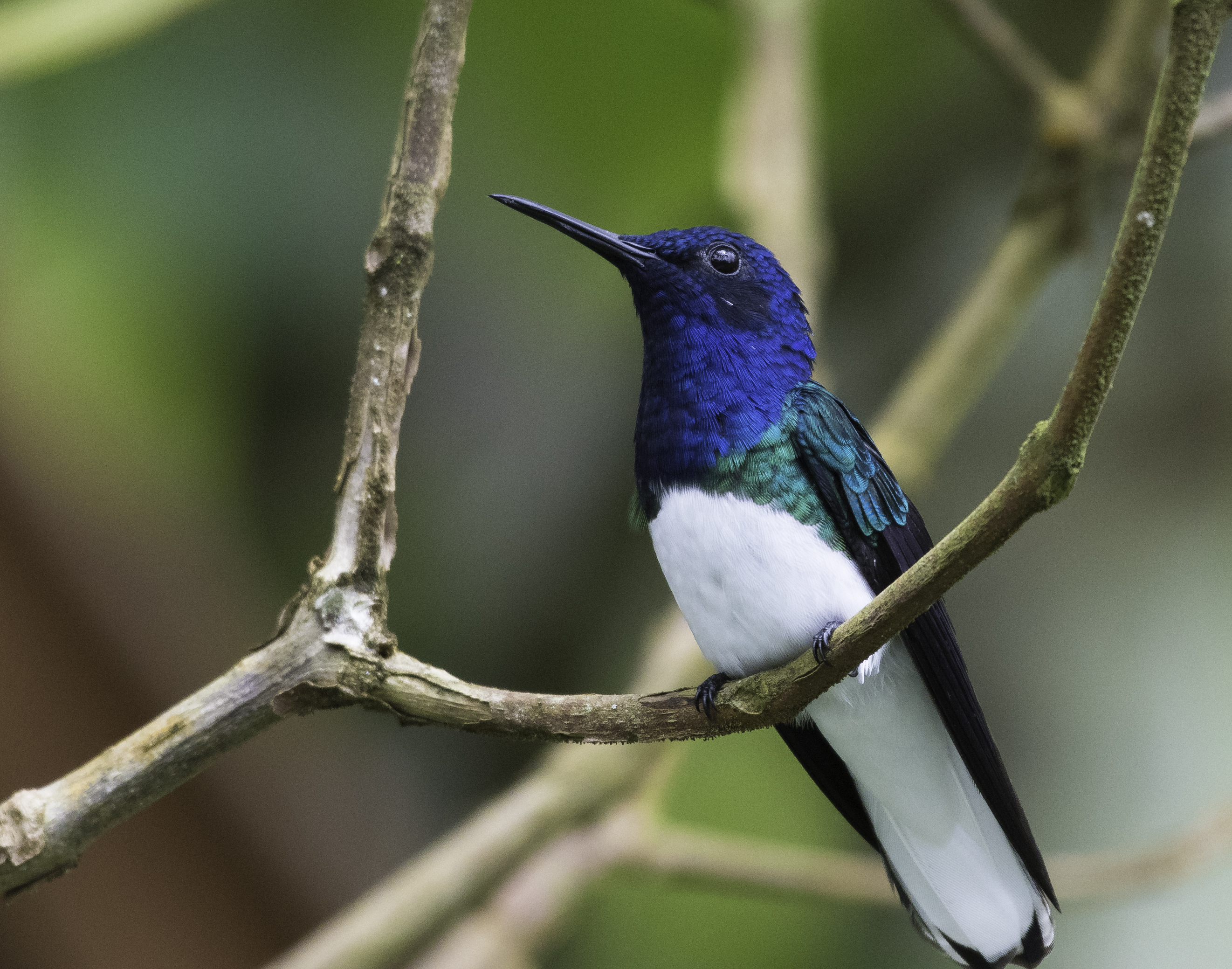 White-necked Jacobin