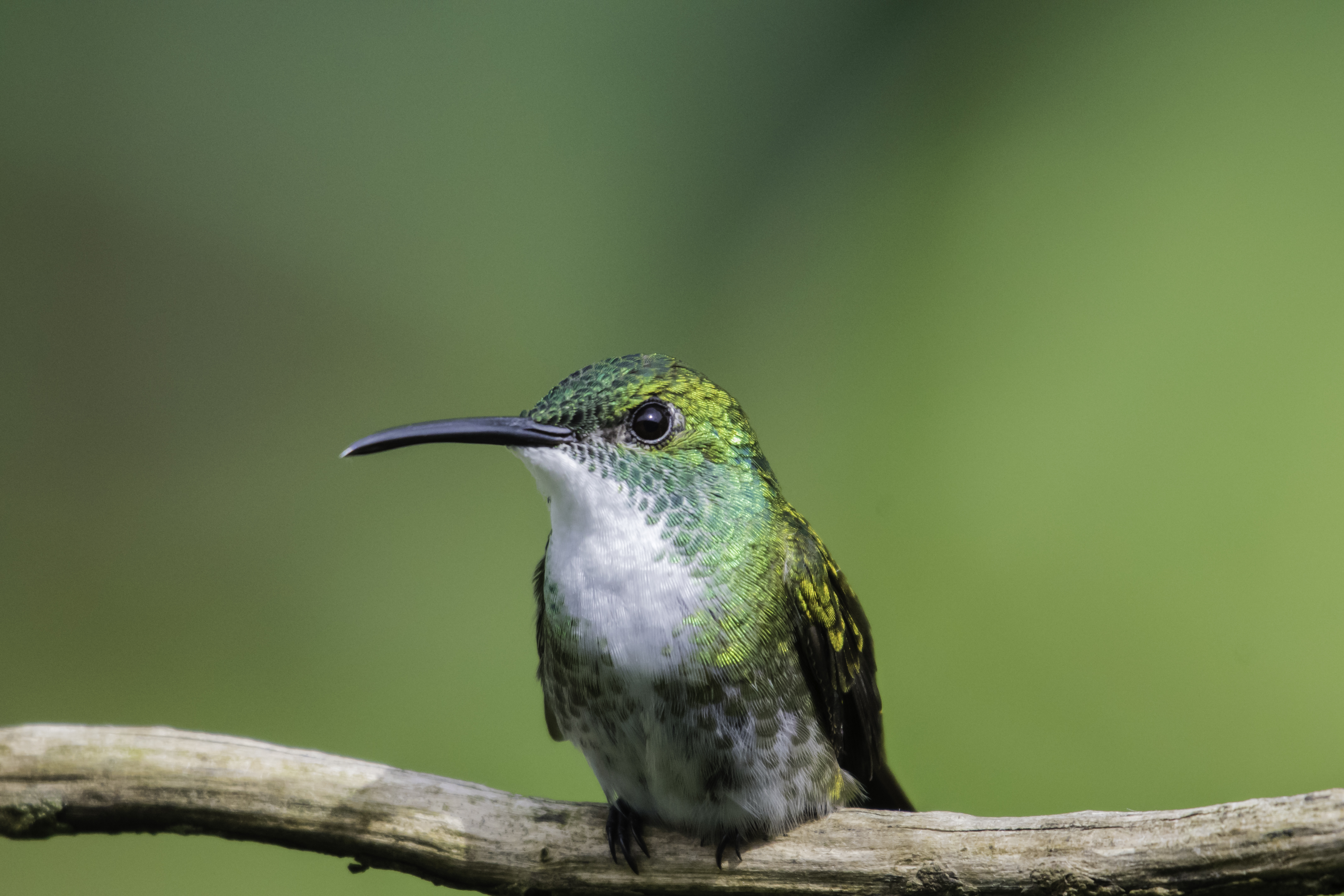 White-chested Emerald