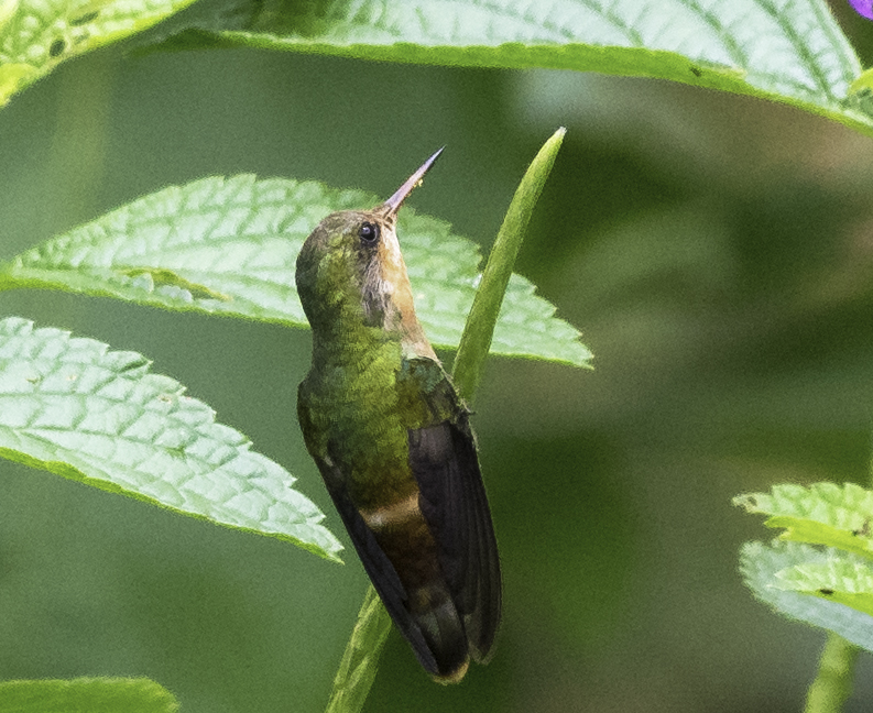 Tufted Coquette    Female