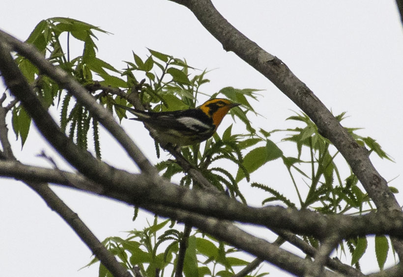 Blackburnian Warbler