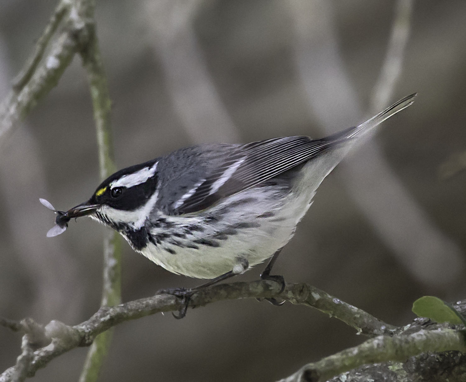 Black-Throated Gray