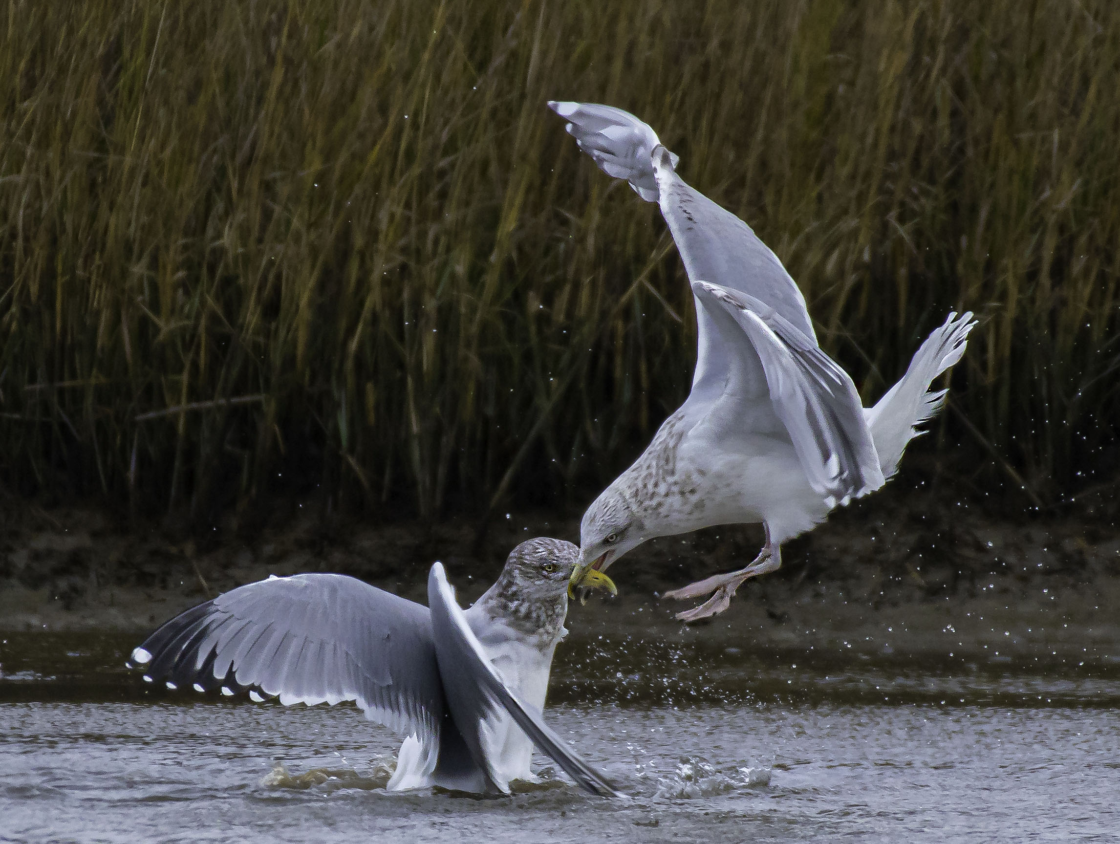 California Gull