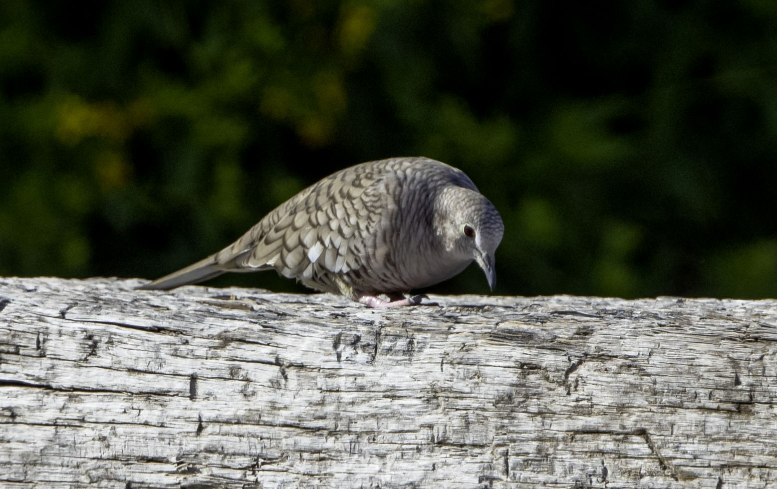 Inca Dove